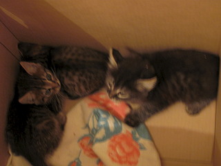 1920 X 1440 468.8 Kb кошачья санта-барбара: три котёнка пристраиваются: нужны куратор и поручители