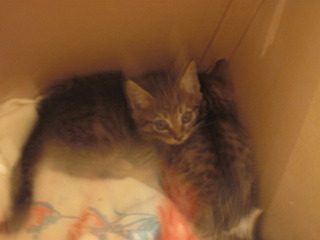 1920 X 1440 422.2 Kb 1920 X 1440 468.8 Kb кошачья санта-барбара: три котёнка пристраиваются: нужны куратор и поручители