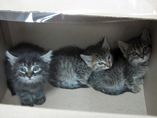 1920 X 1440 414.6 Kb Кошачья санта-барбара: (фото) три котёнка пристраиваются: нужны куратор и поручители