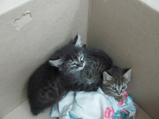 1920 X 1440 410.4 Kb 1920 X 1440 414.6 Kb Кошачья санта-барбара: (фото) три котёнка пристраиваются: нужны куратор и поручители