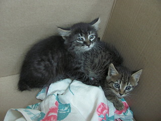 1920 X 1440 480.6 Kb 1920 X 1440 410.4 Kb 1920 X 1440 414.6 Kb Кошачья санта-барбара: (фото) три котёнка пристраиваются: нужны куратор и поручители