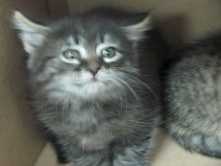 1920 X 1440 474.6 Kb Кошачья санта-барбара: (фото) три котёнка пристраиваются: нужны куратор и поручители