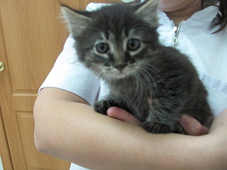 1920 X 1440 438.2 Kb 1920 X 1440 401.7 Kb 1920 X 1440 474.6 Kb Кошачья санта-барбара: (фото) три котёнка пристраиваются: нужны куратор и поручители