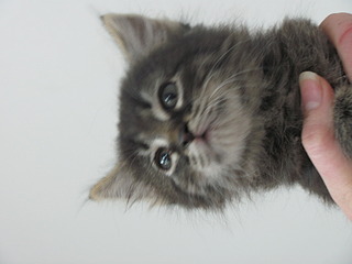 1920 X 1440 371.4 Kb Кошачья санта-барбара: (фото) три котёнка пристраиваются: нужны куратор и поручители