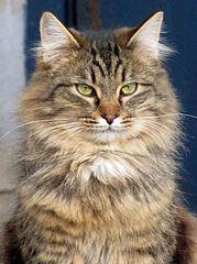 928 X 1244 242.8 Kb Кошачья санта-барбара: (фото) три котёнка пристраиваются: нужны куратор и поручители