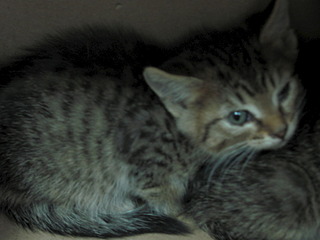 1920 X 1440 442.9 Kb Кошачья санта-барбара: (фото) три котёнка пристраиваются: нужны куратор и поручители