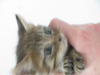 1920 X 1440 293.6 Kb 1920 X 1440 442.9 Kb Кошачья санта-барбара: (фото) три котёнка пристраиваются: нужны куратор и поручители