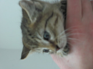 1920 X 1440 361.4 Kb 1920 X 1440 293.6 Kb 1920 X 1440 442.9 Kb Кошачья санта-барбара: (фото) три котёнка пристраиваются: нужны куратор и поручители