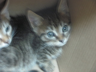 1920 X 1440 442.6 Kb Кошачья санта-барбара: (фото) три котёнка пристраиваются: нужны куратор и поручители