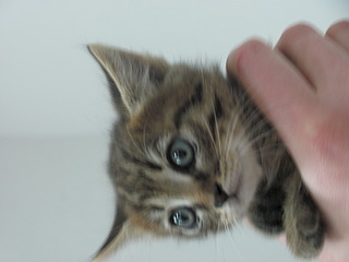 1920 X 1440 372.0 Kb 1920 X 1440 442.6 Kb Кошачья санта-барбара: (фото) три котёнка пристраиваются: нужны куратор и поручители