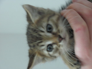 1920 X 1440 382.0 Kb 1920 X 1440 372.0 Kb 1920 X 1440 442.6 Kb Кошачья санта-барбара: (фото) три котёнка пристраиваются: нужны куратор и поручители