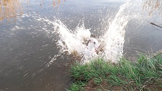 1920 X 1080 655.0 Kb 1920 X 1080 336.7 Kb 1920 X 1080 753.7 Kb Эрдельтерьеры и Немецкие доги в Ижевске.