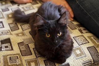 604 X 402 60.0 Kb В добрые ручки кошка Маня