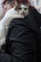 403 X 604 33.5 Kb В добрые ручки кошка Белка