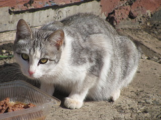 1920 X 1440 789.7 Kb Кошачья Санта-Барбара: (фото) три котёнка ищут дом и любящих хозяев!