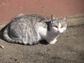 1920 X 1440 1002.5 Kb 1920 X 1440 497.8 Kb 1920 X 1440 789.7 Kb Кошачья Санта-Барбара: (фото) три котёнка ищут дом и любящих хозяев!