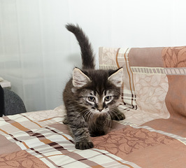 1920 X 1730 669.3 Kb Кошачья Санта-Барбара: (фото) три котёнка ищут дом и любящих хозяев!