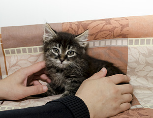 1920 X 1480 707.7 Kb 1920 X 1730 669.3 Kb Кошачья Санта-Барбара: (фото) три котёнка ищут дом и любящих хозяев!