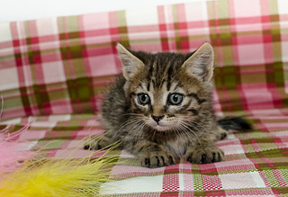 1920 X 1315 680.1 Kb 1920 X 1271 593.3 Kb Кошачья Санта-Барбара: (фото) три котёнка ищут дом и любящих хозяев!