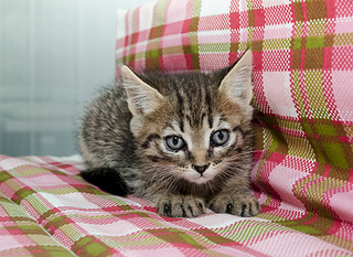 1920 X 1398 923.3 Kb Кошачья Санта-Барбара: (фото) три котёнка ищут дом и любящих хозяев!