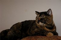 399 X 266 14.6 Kb Отдам в добрые руки взрослую британскую кошку