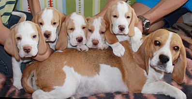 1644 X 845 154.9 Kb -, !  'Prime Pride'