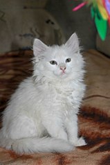 682 X 1024 79.2 Kb Помогите выжить маленькому котёнку!
