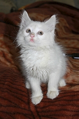 853 X 1280 663.7 Kb Помогите выжить маленькому котёнку!