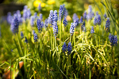 1000 X 663 426.5 Kb -  sony nex = booster+50/1.7