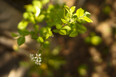 1000 X 663 234.8 Kb 597 X 900 351.3 Kb 1000 X 663 426.5 Kb -  sony nex = booster+50/1.7