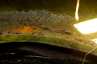 1000 X 663 327.8 Kb 1000 X 663 234.8 Kb 597 X 900 351.3 Kb 1000 X 663 426.5 Kb -  sony nex = booster+50/1.7