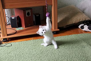 800 X 533 132.3 Kb 399 X 598 163.7 Kb Помогите выжить маленькому котёнку!