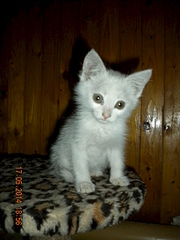 1920 X 2560 206.7 Kb ����� �������, �������