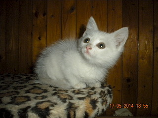 1920 X 1440 663.6 Kb ����� �������, �������