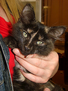 1299 X 1733 426.2 Kb -   _ 