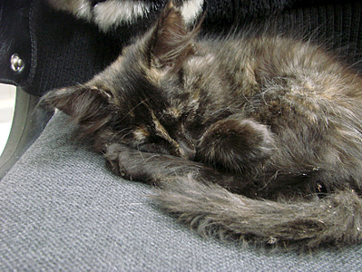 1772 X 1329 413.2 Kb 1299 X 1733 426.2 Kb -   _ 