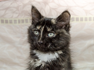 1920 X 1442 568.7 Kb -   _ 