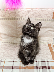 1512 X 2000 294.1 Kb -   _ 