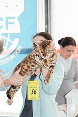 402 X 604 40.6 Kb Бенгальская порода