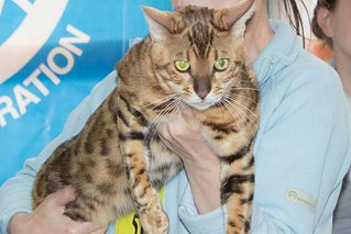 604 X 403 53.2 Kb Бенгальская порода