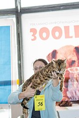 402 X 604 39.5 Kb Бенгальская порода