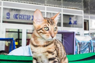 604 X 403 51.1 Kb Бенгальская порода