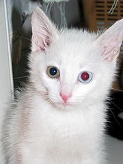 1920 X 2560 825.8 Kb Эксклюзивный маленький котенок!