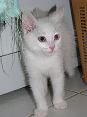 1920 X 2560 771.0 Kb 1920 X 2560 722.8 Kb 1920 X 2560 813.2 Kb 1920 X 2560 825.8 Kb Эксклюзивный маленький котенок!