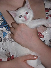 1920 X 2560 995.4 Kb Эксклюзивный маленький котенок!