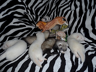 640 X 480 191.7 Kb 640 X 480 169.9 Kb .  1,5  .