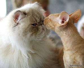 640 X 517 43.5 Kb ЭКЗОТИКИ! Любимые мордахи...Милости просим ВСЕХ экзотов и персов показать СЕБЯ!
