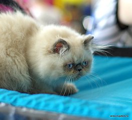 640 X 584 45.4 Kb 640 X 596 54.4 Kb 640 X 517 43.5 Kb ЭКЗОТИКИ! Любимые мордахи...Милости просим ВСЕХ экзотов и персов показать СЕБЯ!