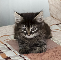 245 x 240 Кошачья Санта-Барбара: (новые фото) три котёнка ищут дом и любящих хозяев!