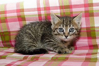 320 x 213 Кошачья Санта-Барбара: (новые фото) три котёнка ищут дом и любящих хозяев!